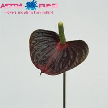 Anthurium Andreanum Grp 'Red Love' (antique) Foto