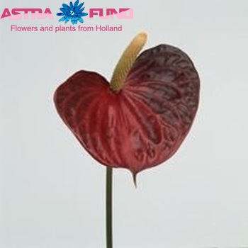 Anthurium Andreanum Grp 'Red Love' (classic) Foto