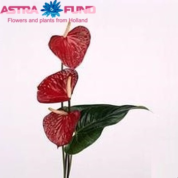 Anthurium Andreanum Grp Red Love boeket zdjęcie