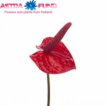 Anthurium Andreanum Grp Red Miracle zdjęcie