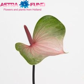 Anthurium Andreanum Grp Renoir zdjęcie