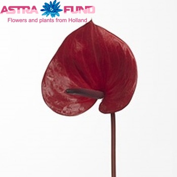 Anthurium Andreanum Grp 'Saba' zdjęcie