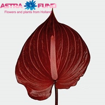 Anthurium Andreanum Grp Safari zdjęcie