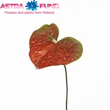 Anthurium Andreanum Grp Salmon Queen Foto