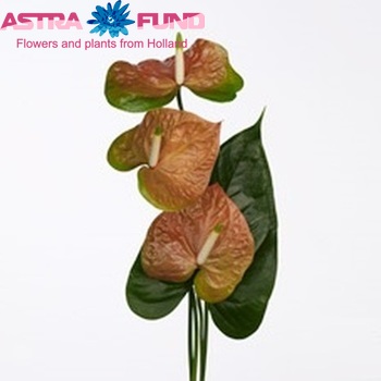 Anthurium Andreanum Grp Salmon Queen boeket foto