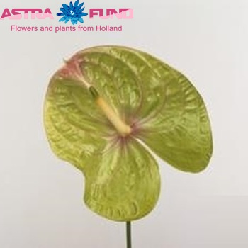 Anthurium Andreanum Grp 'Samantha' Foto