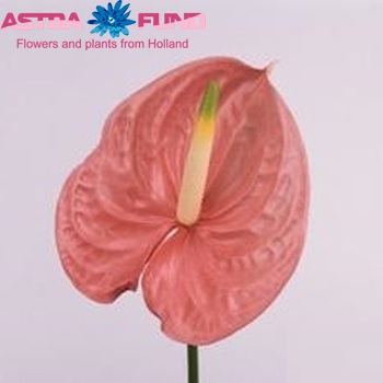 Anthurium Andreanum Grp Sante zdjęcie