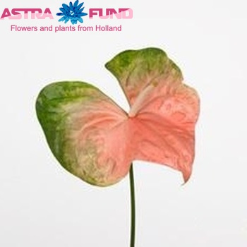 Anthurium Andreanum Grp Sarah Foto