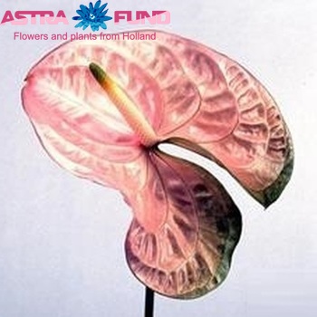 Anthurium Andreanum Grp Senator foto