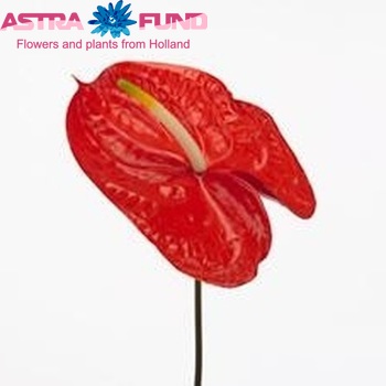 Anthurium Andreanum Grp Sharan zdjęcie