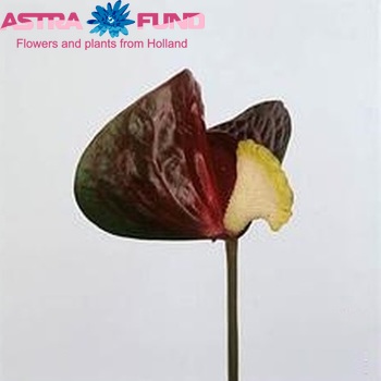 Anthurium Andreanum Grp Shell Coral foto