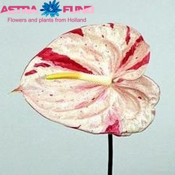 Anthurium Andreanum Grp 'Shibori' foto