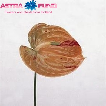 Anthurium Andreanum Grp 'Shimono' photo