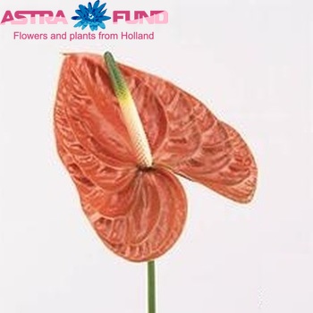 Anthurium Andreanum Grp 'Siena' foto