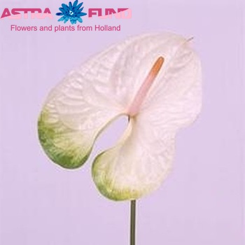 Anthurium Andreanum Grp Simba zdjęcie