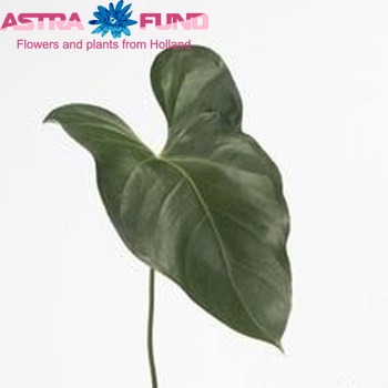 Anthurium Andreanum Grp Simba (blad) photo