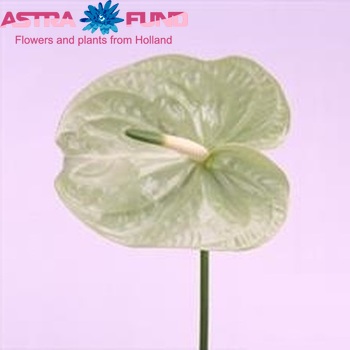 Anthurium Andreanum Grp 'Simone' foto