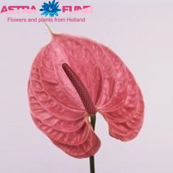 Anthurium Andreanum Grp Sirion Foto