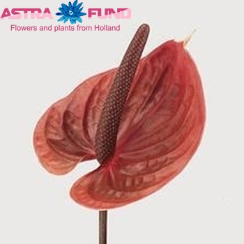 Anthurium Andreanum Grp Sirion (classic) zdjęcie