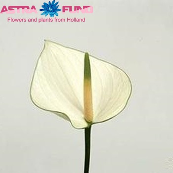 Anthurium Andreanum Grp 'Snowy' foto