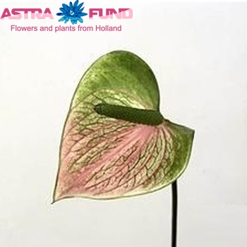 Anthurium Andreanum Grp 'Snowy' (antique) Foto