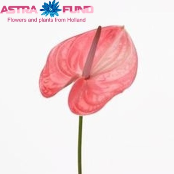 Anthurium Andreanum Grp Sonate Royal photo