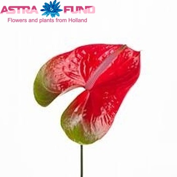 Anthurium Andreanum Grp Spice photo