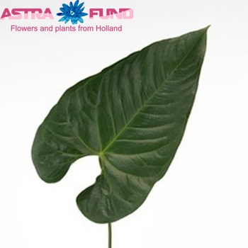 Anthurium Andreanum Grp Spice (blad) фото