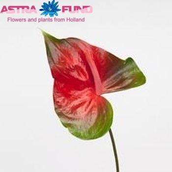 Anthurium Andreanum Grp Spice (semaforo) photo