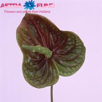 Anthurium Andreanum Grp Spirit (antique) foto