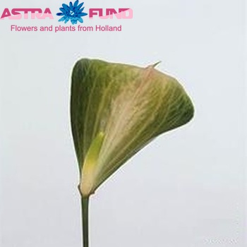 Anthurium Andreanum Grp Spring Love Foto