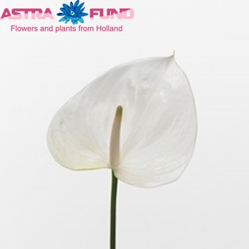 Anthurium Andreanum Grp Sumi zdjęcie