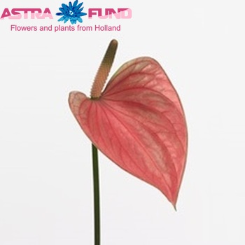 Anthurium Andreanum Grp Summer Love zdjęcie