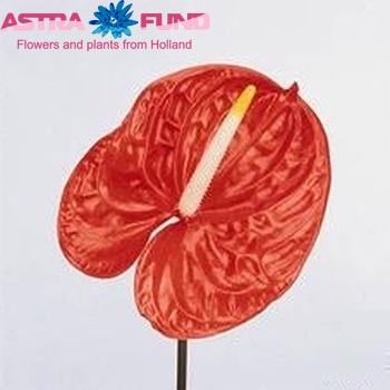 Anthurium Andreanum Grp Sunglow zdjęcie