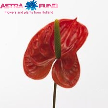 Anthurium Andreanum Grp Sunglow (classic) Foto