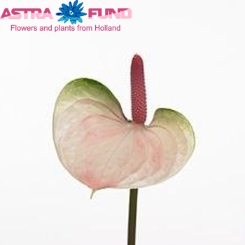 Anthurium Attractive Love zdjęcie