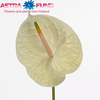 Anthurium Champagne zdjęcie