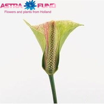 Anthurium 'Changing Love' (classic) foto