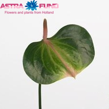 Anthurium Discus Green Foto