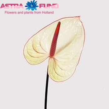 Anthurium 'Fantasia' photo