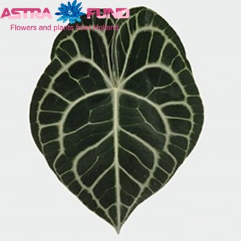 Anthurium clarinervium (blad) Foto
