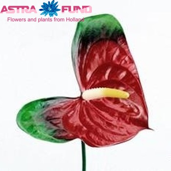 Anthurium 'Mickey Mouse' foto
