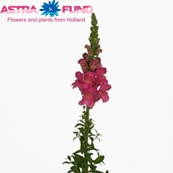 Antirrhinum majus 'Axiom Deep Rose' photo