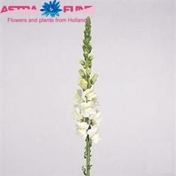 Antirrhinum majus 'Axiom White' Foto