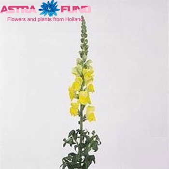 Antirrhinum majus 'Cool Yellow' фото