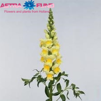 Antirrhinum majus 'Costa Bicolour Yellow' photo