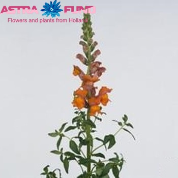 Antirrhinum majus 'Costa Orange' Foto