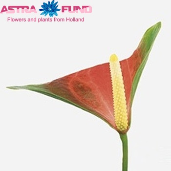 Anthurium Andreanum Grp 'Sunny Love' zdjęcie