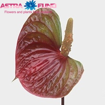 Anthurium Andreanum Grp Sunset (antique) photo