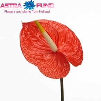 Anthurium Andreanum Grp 'Supernova' photo